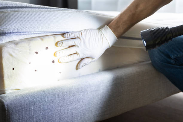Best Pest Control Near Me  in Grass Valley, CA