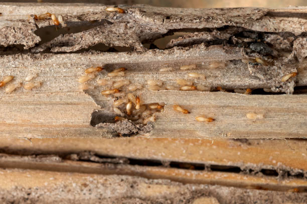 Best Termite Control Services  in Grass Valley, CA